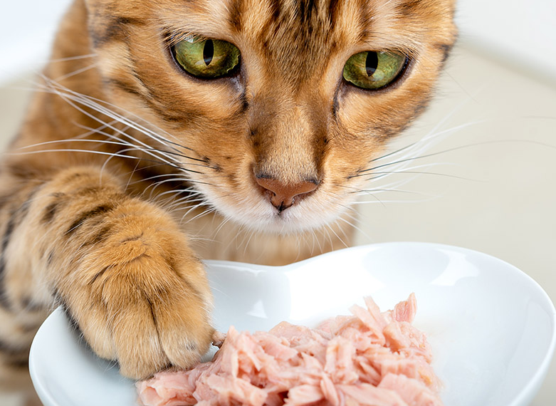 ¿Por qué a los gatos les gusta tanto el atún? Los científicos finalmente pueden saberlo