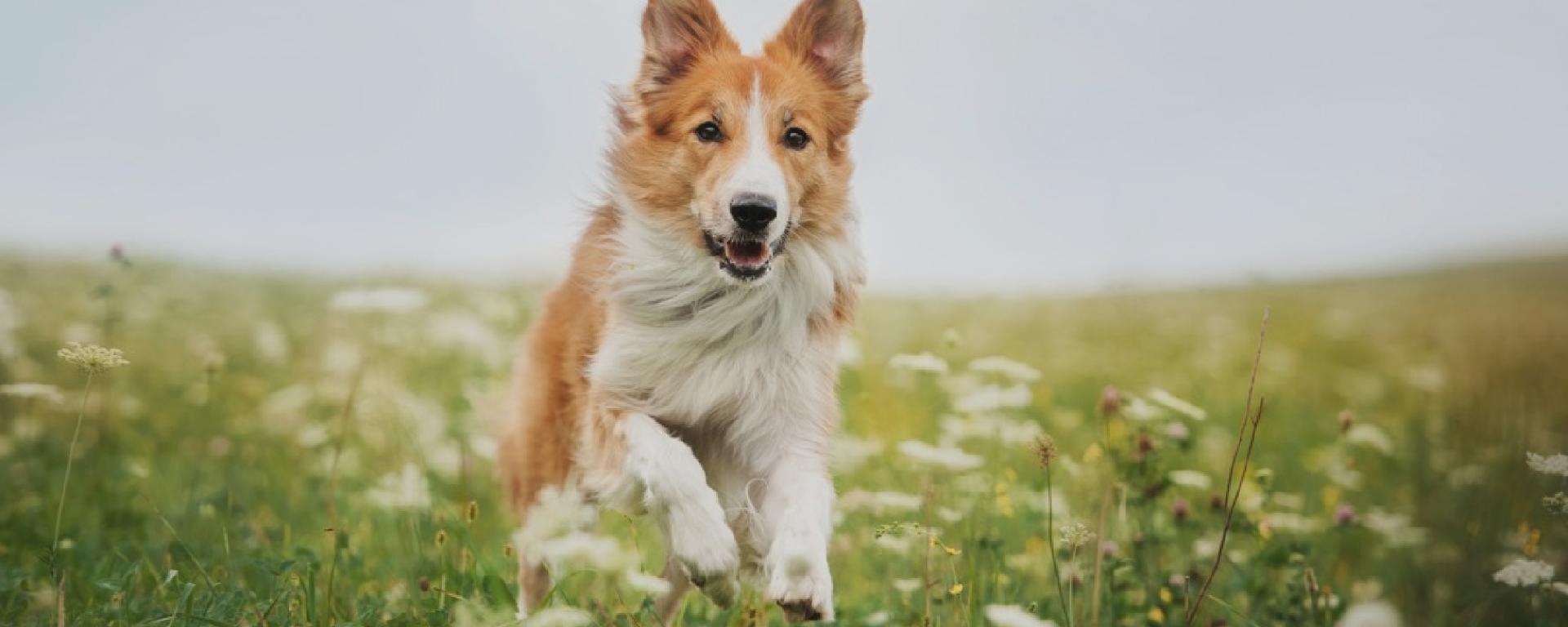 Encuesta sobre alimentos para mascotas 