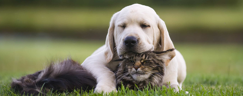 Levaduras y Aditivos a base de Levadura como fuente de nutrientes para cada tipo de alimento para mascotas: todo lo que necesitas saber.