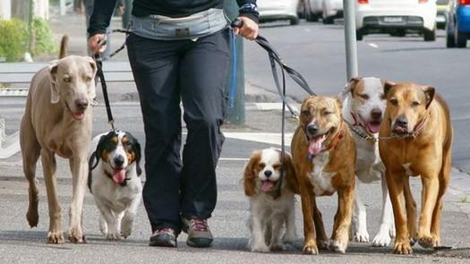 Argentina: el País con Mayor Cantidad de Mascotas por Habitante del Mundo