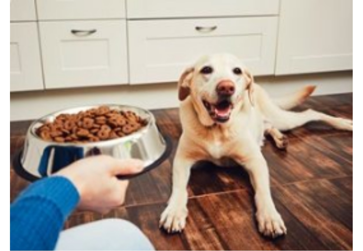 Alimentación rica en Fibras ayuda a Reducir el Sobrepeso de las Mascotas