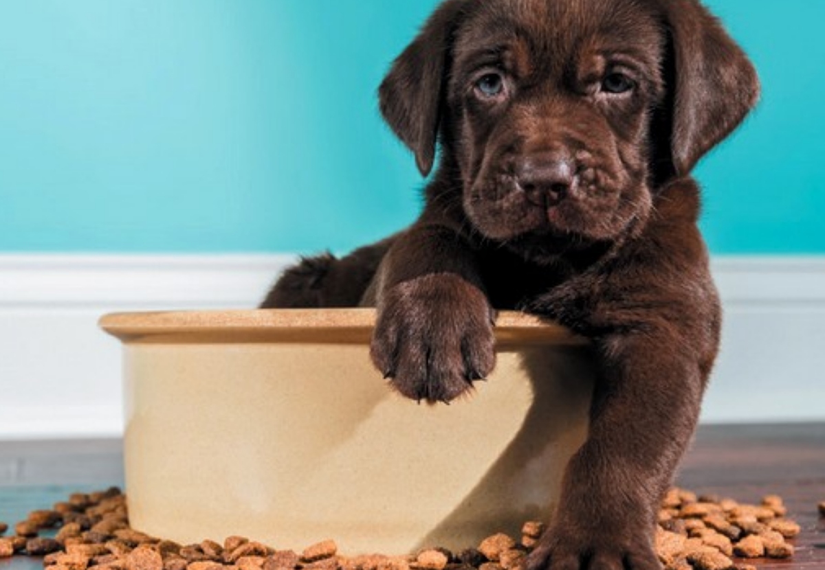 Cómo la Premiumización de los Alimentos para Mascotas afecta a los Dueños de Mascotas 