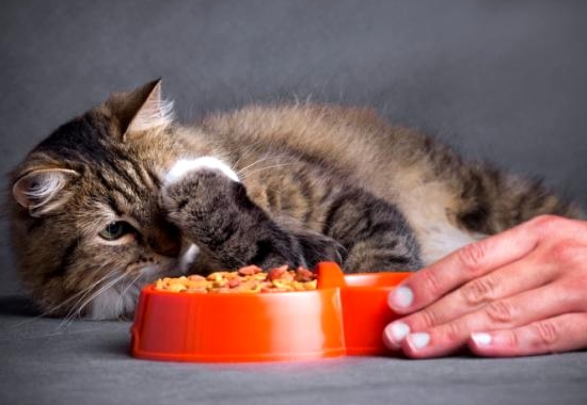 Minerales en Alimentos para Mascotas