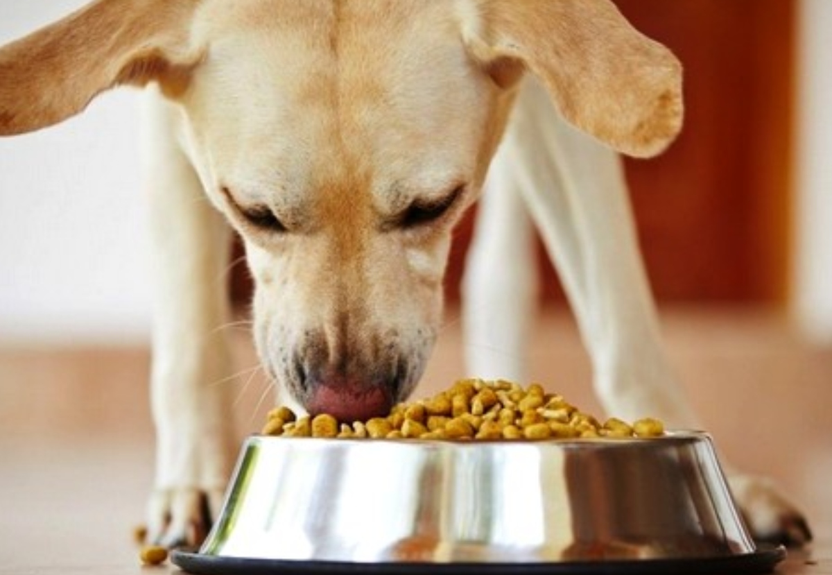 Alimento para Perros: El Negocio de 25.000 millones que Amazon quiere dominar