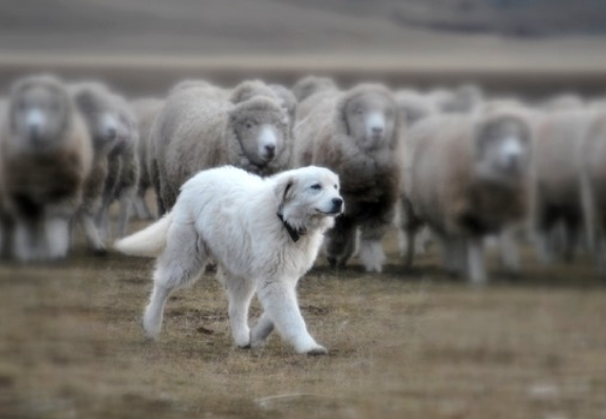 Las Mejores Razas de Perros para el Campo