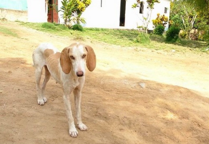 La Crisis de Venezuela empeora la Nutrición de las Mascotas