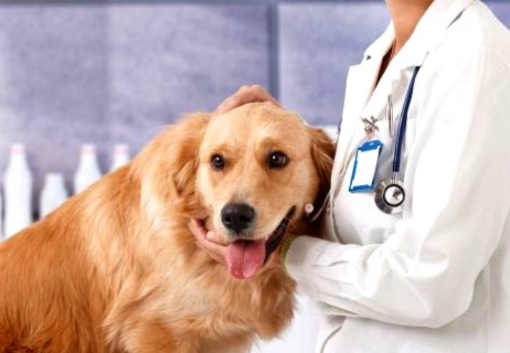 El Omega 3 podría Reducir el Riesgo de Linfoma en los Golden Retriever