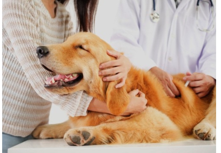 El Omega 3 Podría Reducir el riesgo de Linfoma en los Golden Retriever