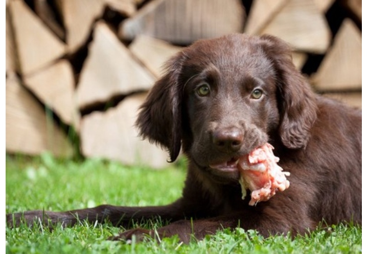 Expertos afirman que la Comida Cruda para Mascotas no es más Sana