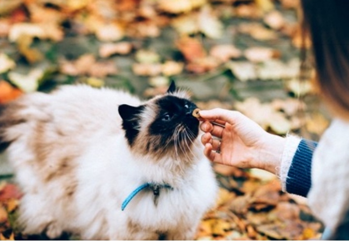 Palatabilidad: Un concepto Fundamental para la Formulación de Alimentos para Mascotas