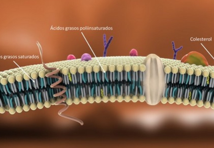 Los Ácidos grasos Omega 3 y el Desarrollo Cerebral.