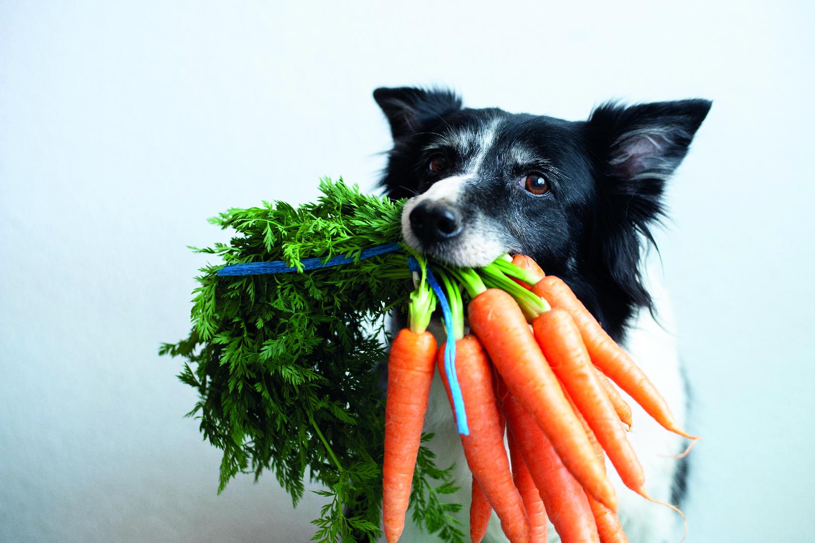 Un año de innovación en los alimentos para mascotas