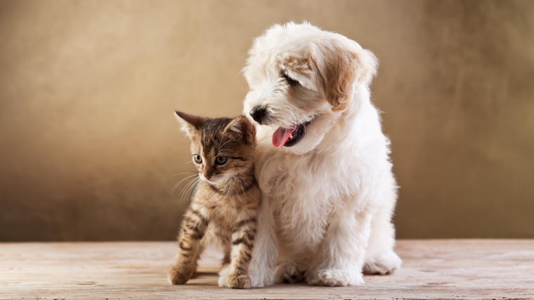 Proteger el alimento para mascotas de la oxidación de manera natural