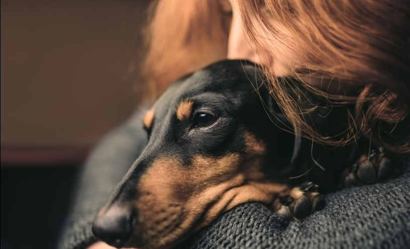 Perros con hiperapego: crecen las consultas médicas y los problemas con vecinos