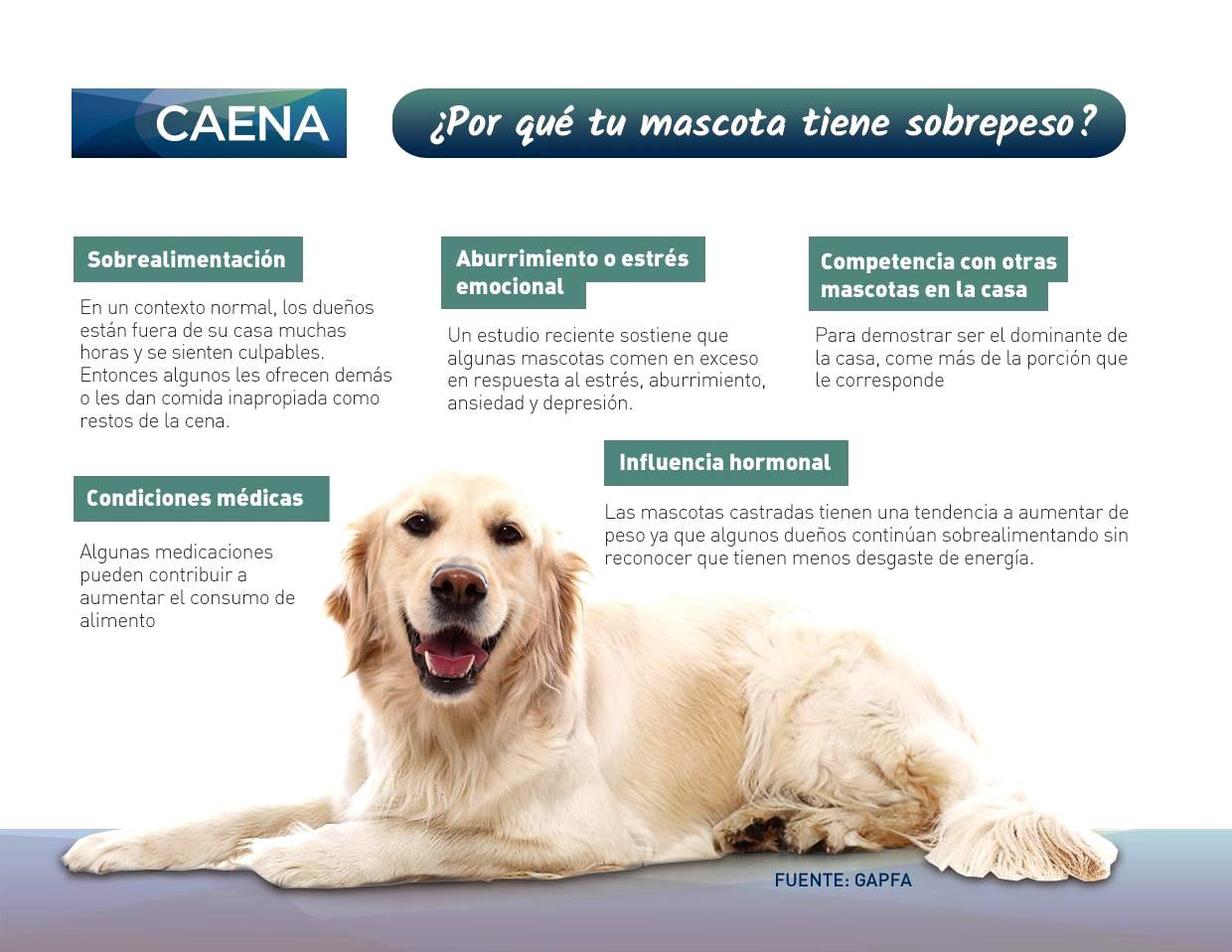 Cómo Prevenir la Obesidad en tu Mascota