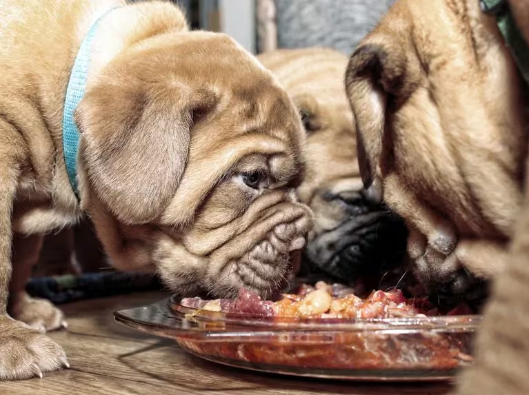 ¿Qué pasa si le doy carne cruda a mi perro?