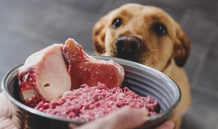 Nuevo estudio de Alimentos para Mascotas, importantes Consideraciones