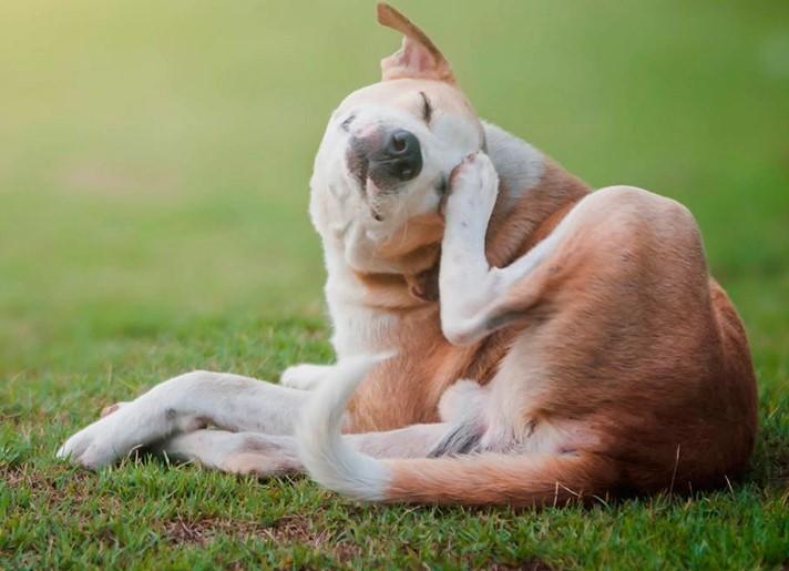 La eficacia del tratamiento antimicrobiano en perros con dermatitis atópica