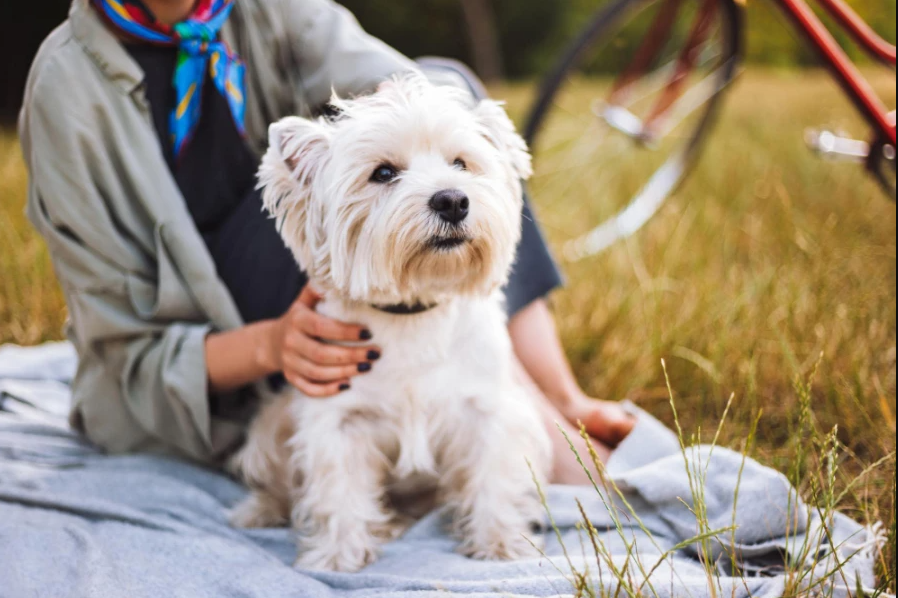 La exposición al humo del cigarrillo aumenta el riesgo de cáncer en perros