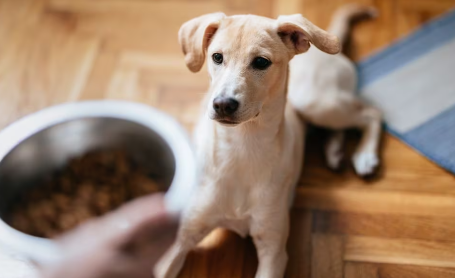 Mascotas SA: una industria ‘milmillonaria’ que no para de crecer