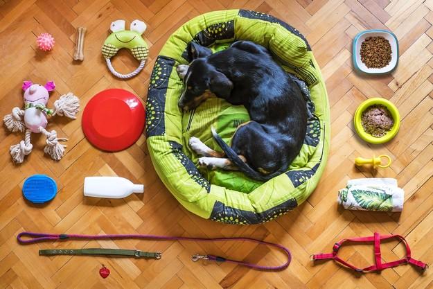 Estadísticas del Mundo del Pet Food ¿Qué debes Conocer? ¿Cómo Adaptarte y Aprovecharlas a tu Favor?