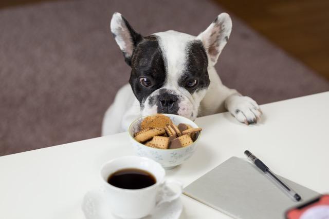 Cómo comunicar a través del packaging en la industria de Alimentos para Mascotas?