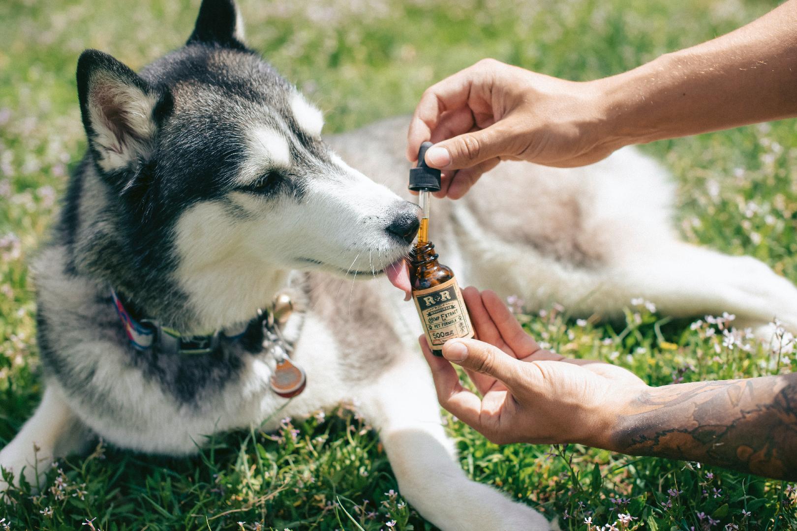 ¿El Alimento puede Afectar en la Ansiedad de las Mascotas?