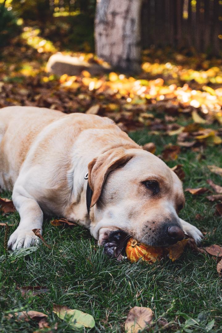 Los ingredientes que se abren paso en la industria del Pet Food ¿los conocías?