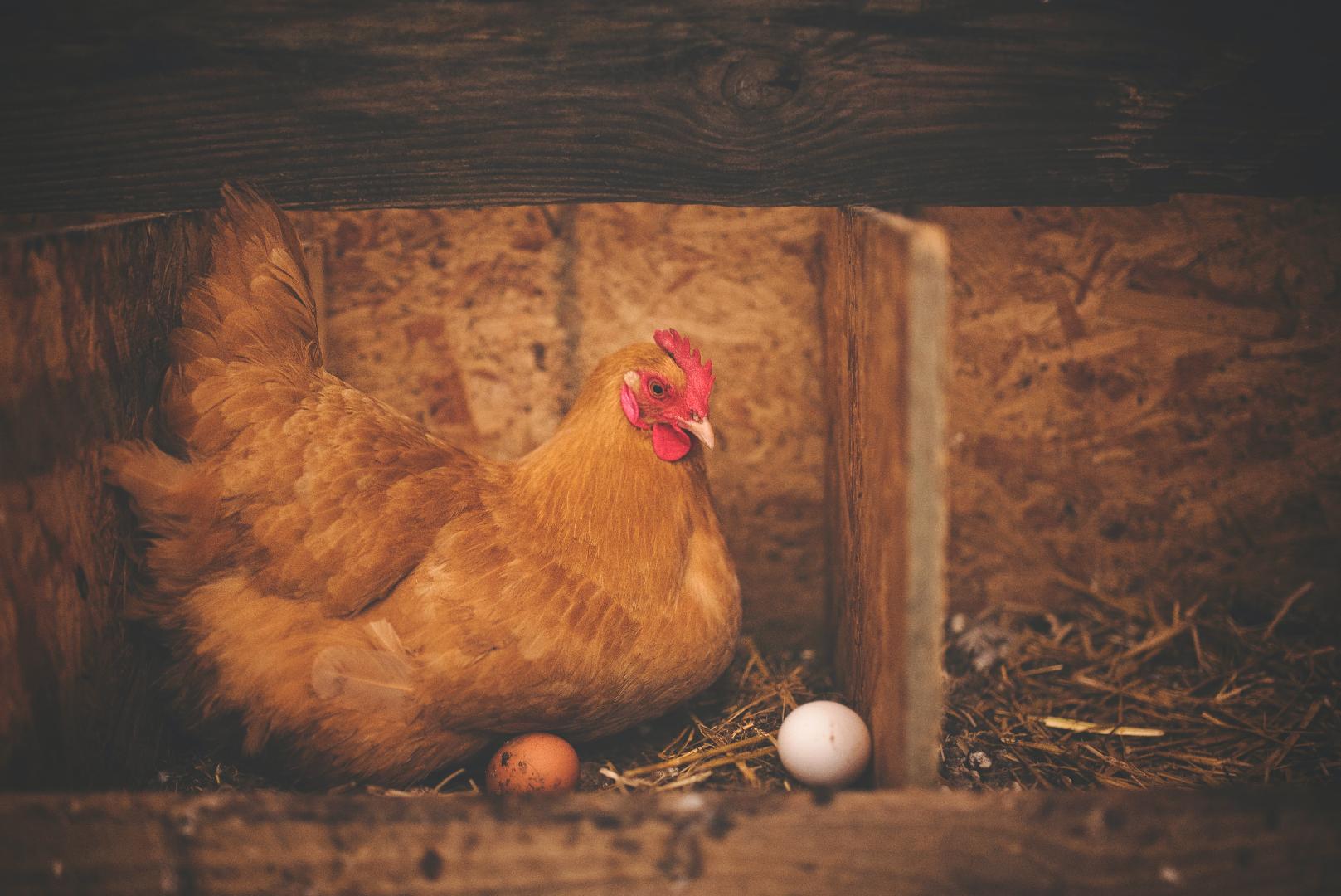 ¿Por qué el pollo clorado es un ingrediente tan polémico?