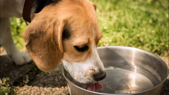 Mascotas: ¿Cuánto se Gasta en un Mes para Mantener a un Perro y a un Gato?