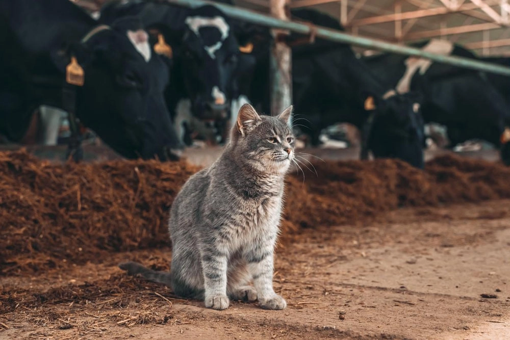 Confirman que varios gatos han dado positivo en el brote de gripe aviar en granjas lecheras de Estados Unidos