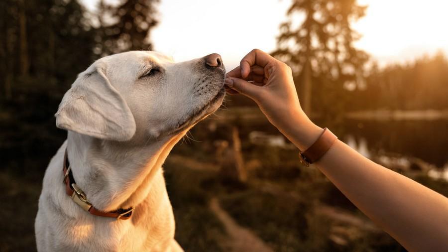 Grandes expectativas: Fabricación de alimentos para mascotas de alta calidad para complacer incluso al consumidor más quisquilloso