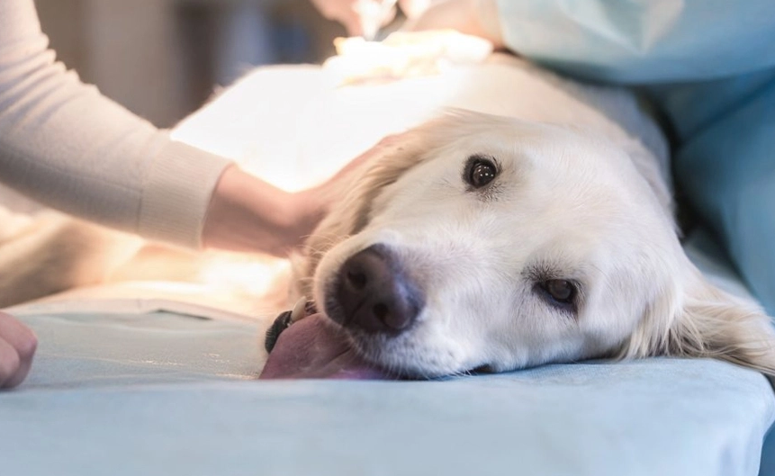 Relacionan la esterilización con el desarrollo de hemangiosarcoma en golden retrievers