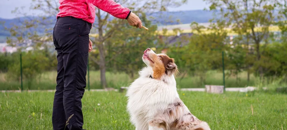 El trastorno por déficit de atención en perros es similar al de los humanos