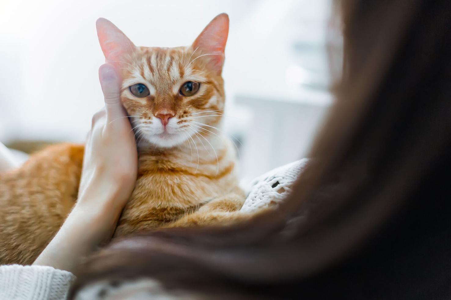 Cómo está Cambiando la Selección de Alimentos y Golosinas para Gatos