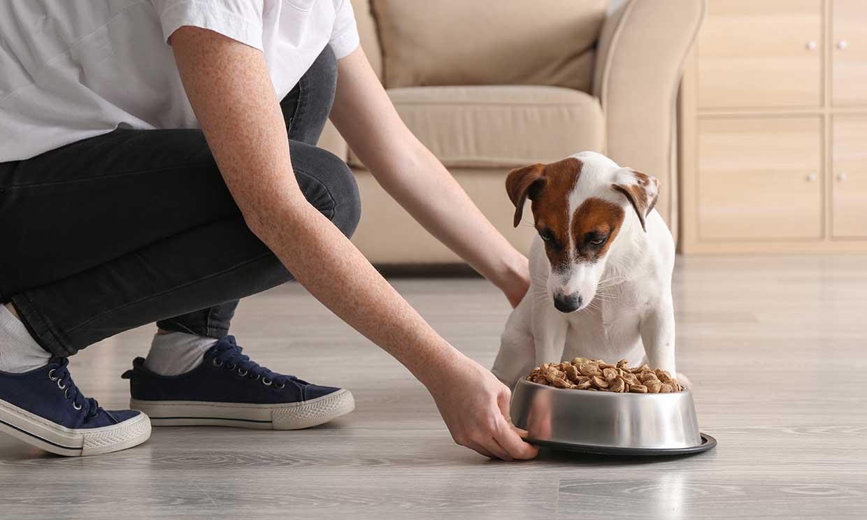 Tendencias para la industria del pet food en 2022