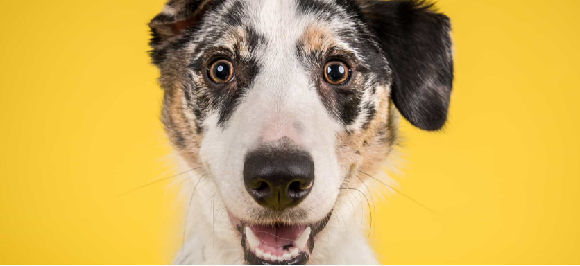 Pulpa de remolacha y su uso para la nutrición de Mascotas