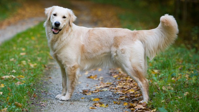 ¿Qué puede pasar cuando un perro se queda solo?