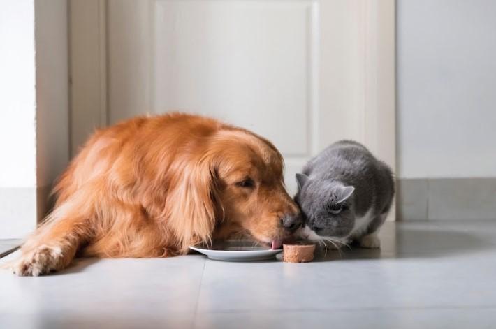 Innovación en la industria de alimentos para mascotas