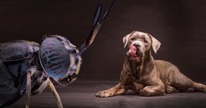 Nueva proteína de insectos aprobada para el mercado de alimentos para mascotas de los EE. UU.