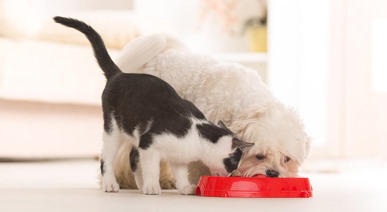 JBT FTNON: a la vanguardia de las innovaciones en alimentos para mascotas