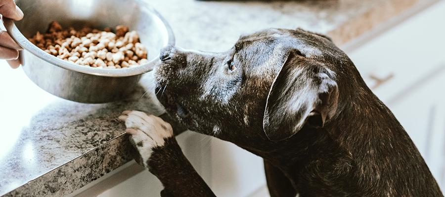 A medida que los dueños de mascotas dan prioridad a la salud y el bienestar de sus mascotas, abundan las nuevas oportunidades en el mercado de alimentos y golosinas