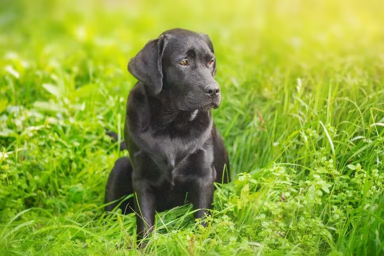 Por qué son varios los perros labradores que tienden a volverse obesos