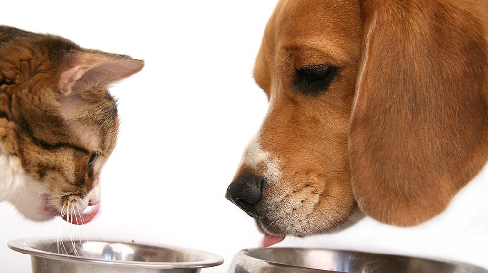 Alimentos para mascotas: tendencias clave de la industria a tener en cuenta en 2022