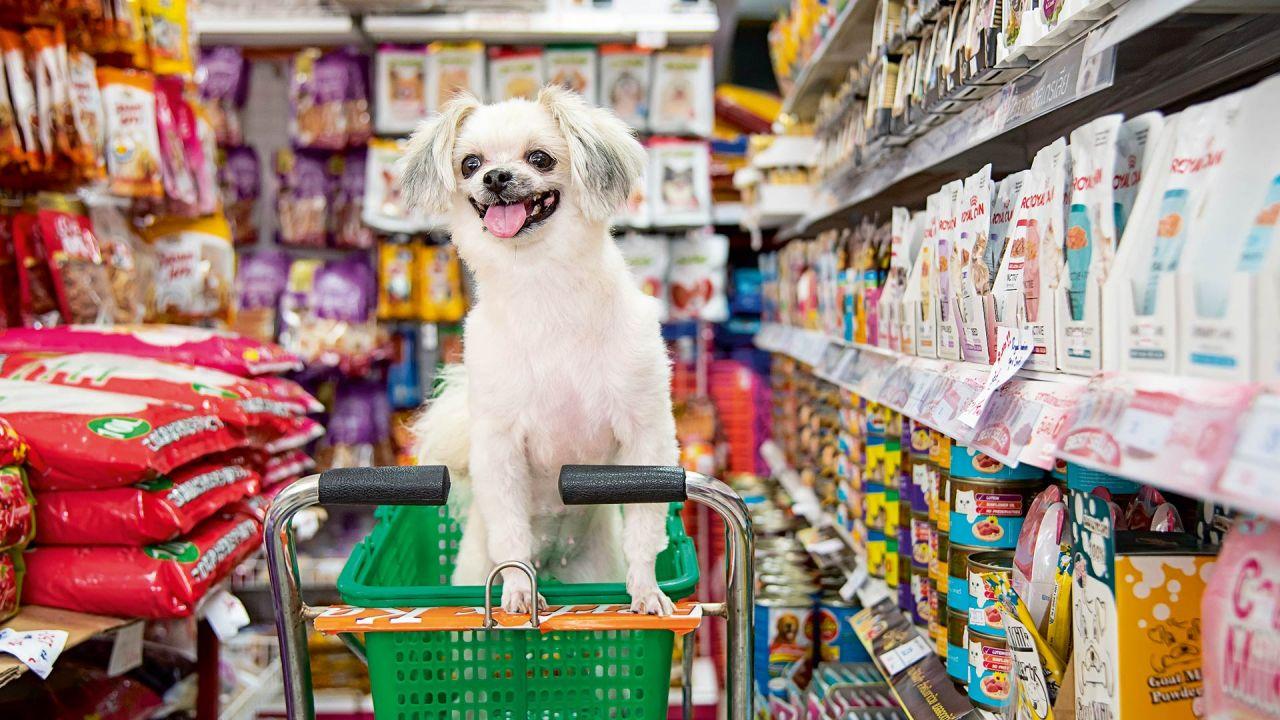 Mercado de mascotas en Perú facturaría US$ 680 millones para el 2028: Estas serán las razones