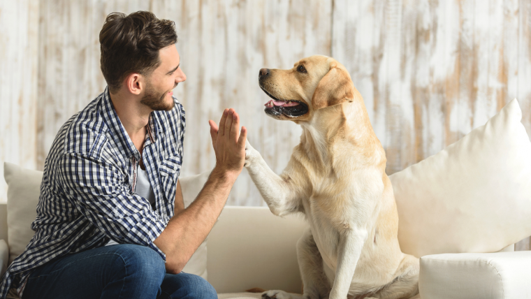 Alimentando el microbioma: Beneficios para la salud y el bienestar canino