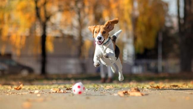 Minerales Orgánicos en la salud Cerebral de las Mascotas