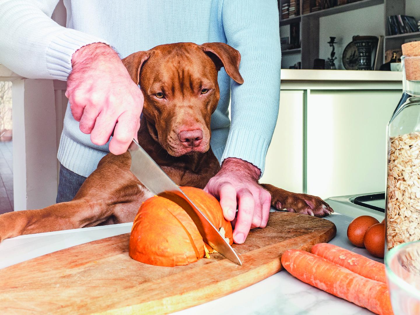 En busca de alternativas para satisfacer las nuevas demandas del mercado pet food