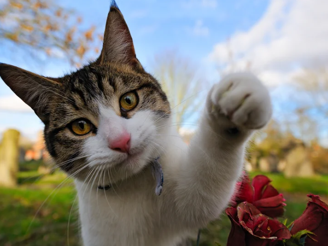 Aprueban un nuevo tratamiento para controlar el dolor en gatos con osteoartritis