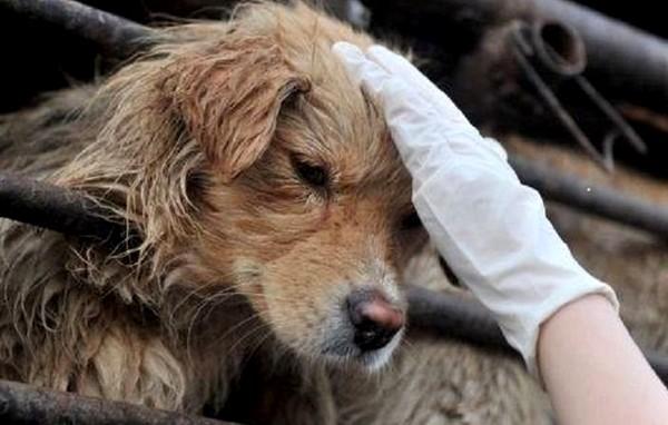 China deja de Considerar a las Mascotas como Animales para el Consumo